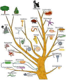 Scope of Biology | Knowledge In Biological Studies Scope of Biology | Knowledge In Biological Studies