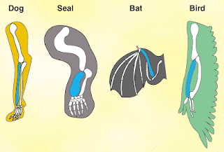 Evidences of Organic Evolution antomy
