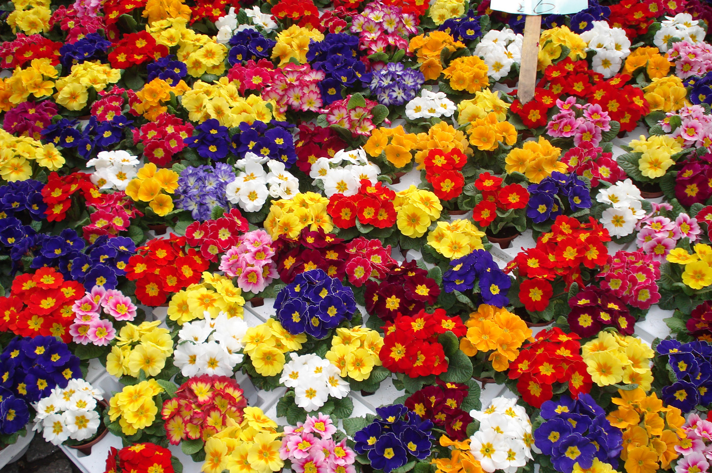 [flores.JPG]
