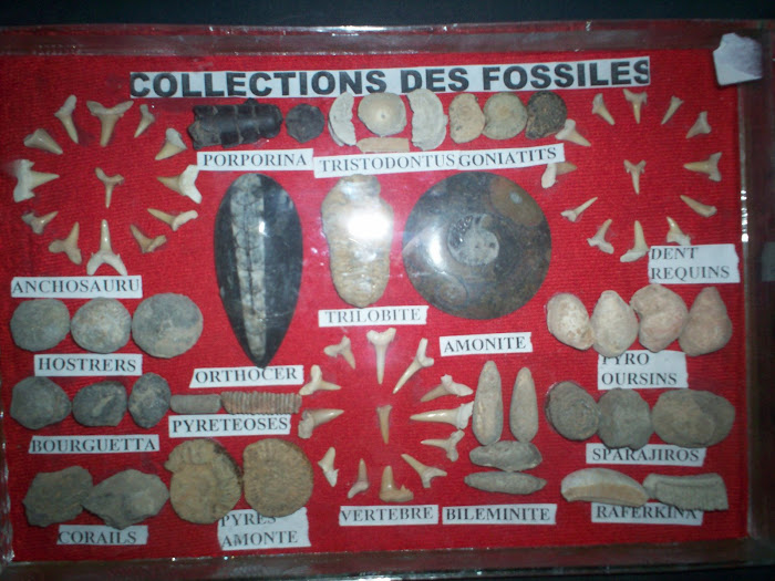 collectie fossil