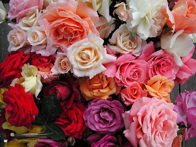 wallpapers roses. Bunch of Roses Wallpapers