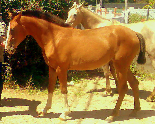 CRAZY HORSE - Luso Arabe  poldra c/ 2 anos