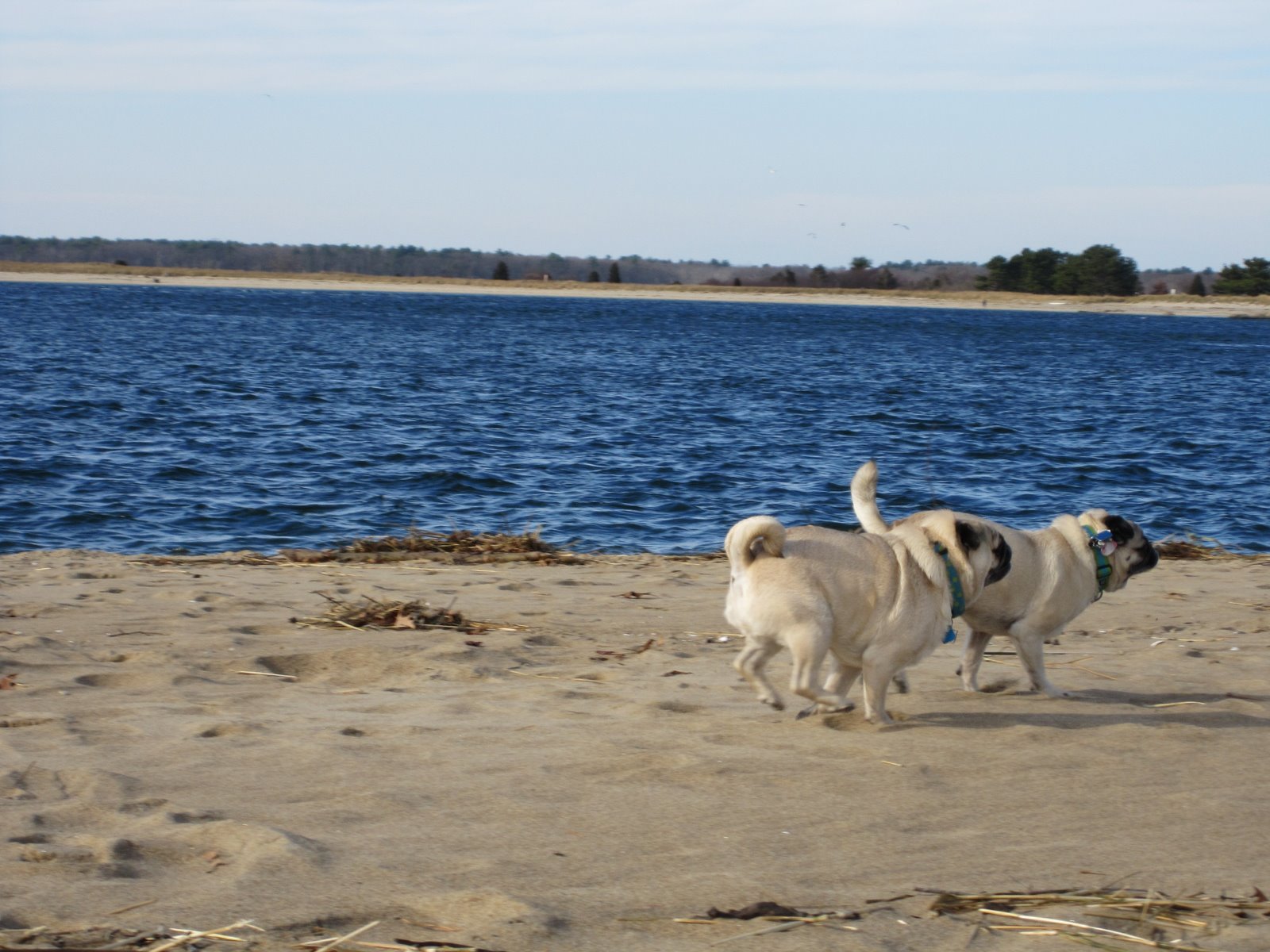 Pug Beach
