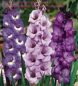 Purple Gladiolus Centerpiece