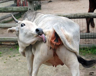 Can suggest Cow ass licking magnificent idea Cheaply got, Cow ass licking