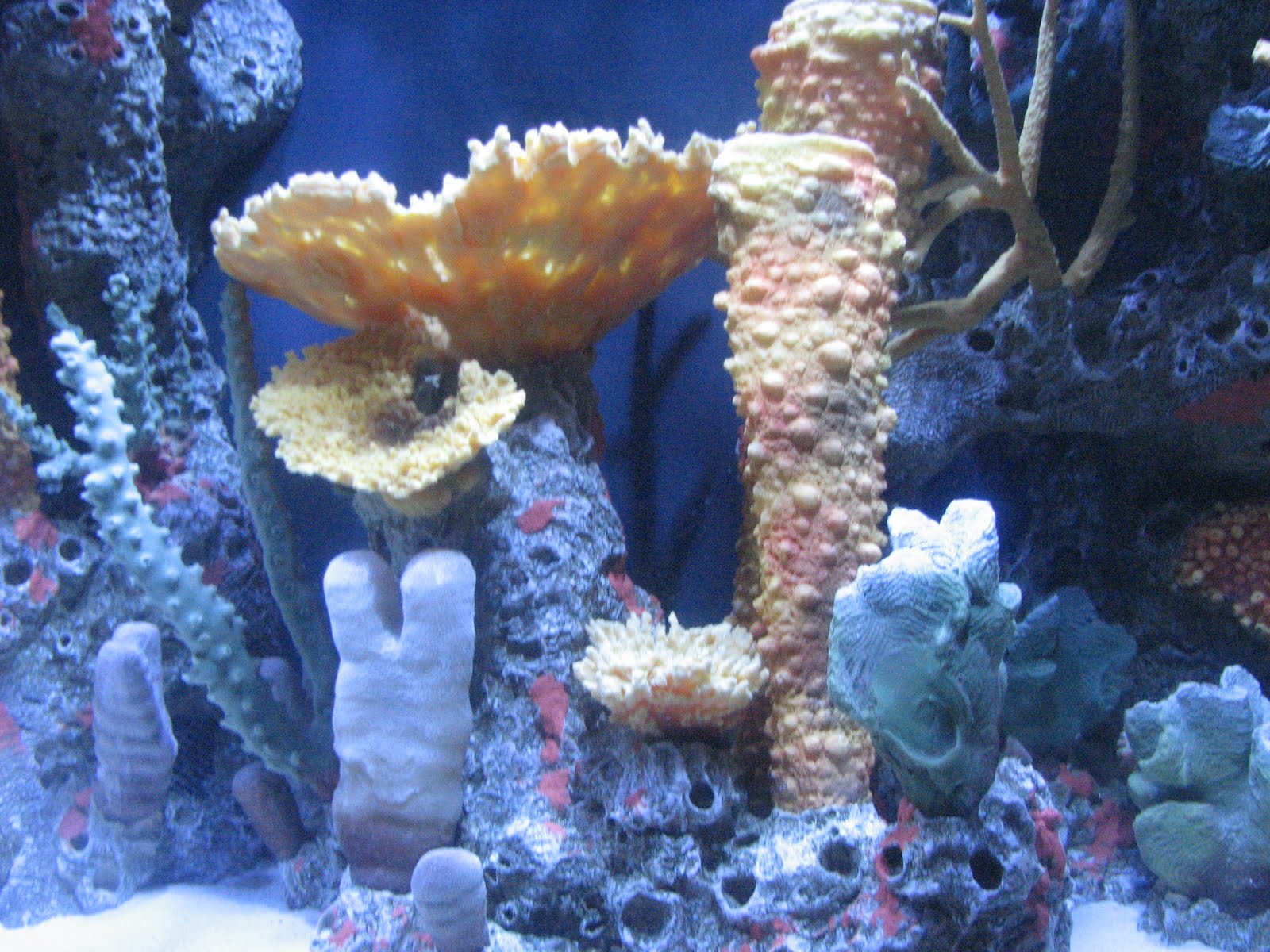 The Grandma Chronicles Visit the New Aquarium at the Turtle Back Zoo