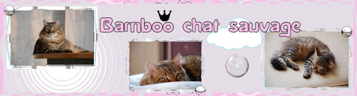 Bamboo chat sauvage