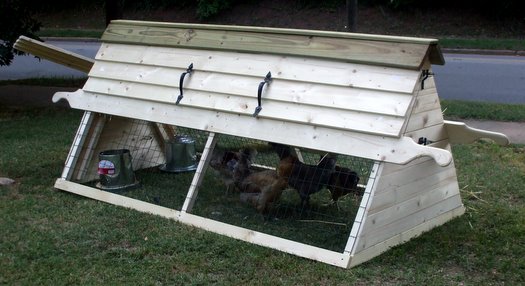 Chicken Habitat