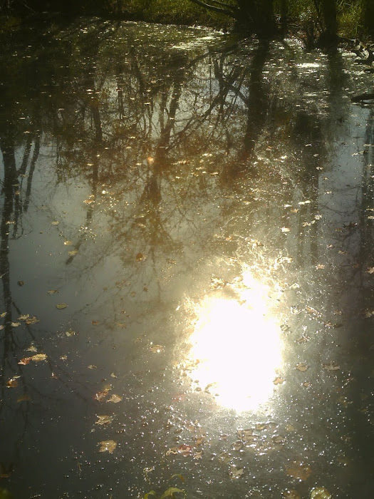 Fall Reflections