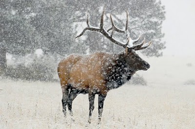 Southern Hunting Grounds Elk+in+snow
