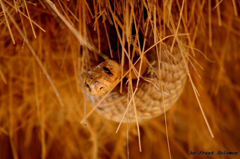 Cape Cobra