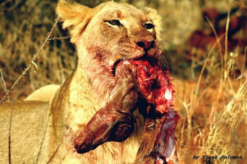 Lioness feeding