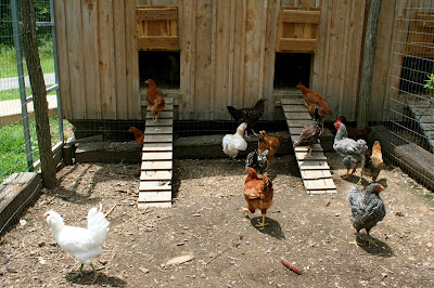 in the pantry: Rooster in the hen house!