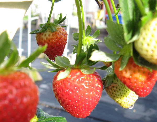 Strawberries are YUMMY!