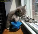 Kedinizi silahla bırakmayın