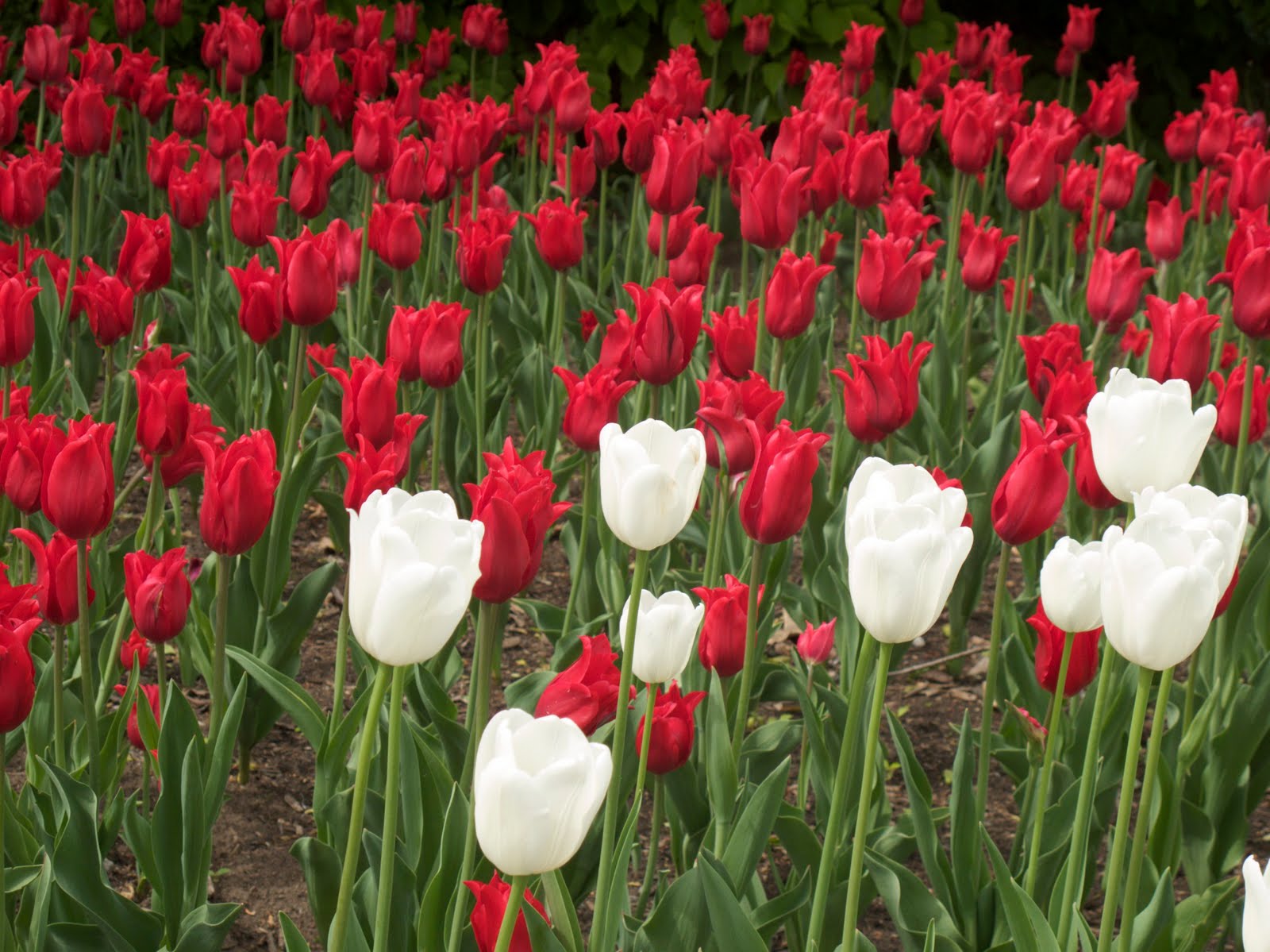 40 colorful photos of the Canadian Tulip Festival BOOMSbeat