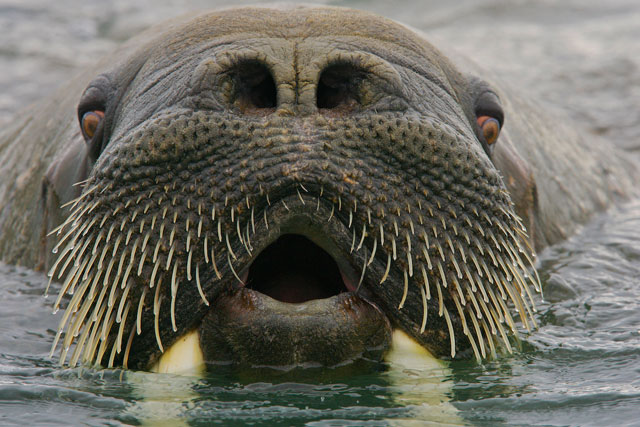 Walrus.jpg