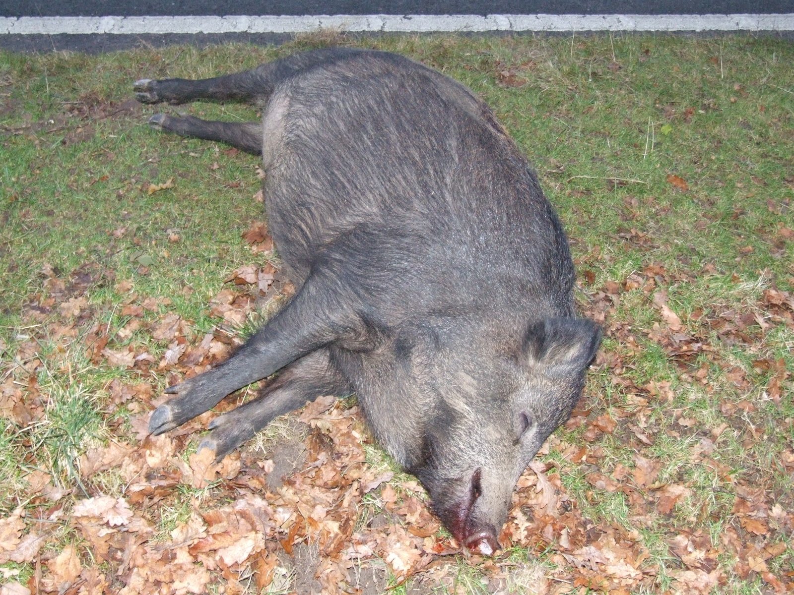 Obrázek