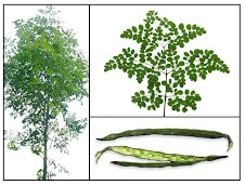 Moringa