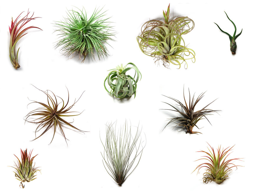 the long, long swing air plant wreath