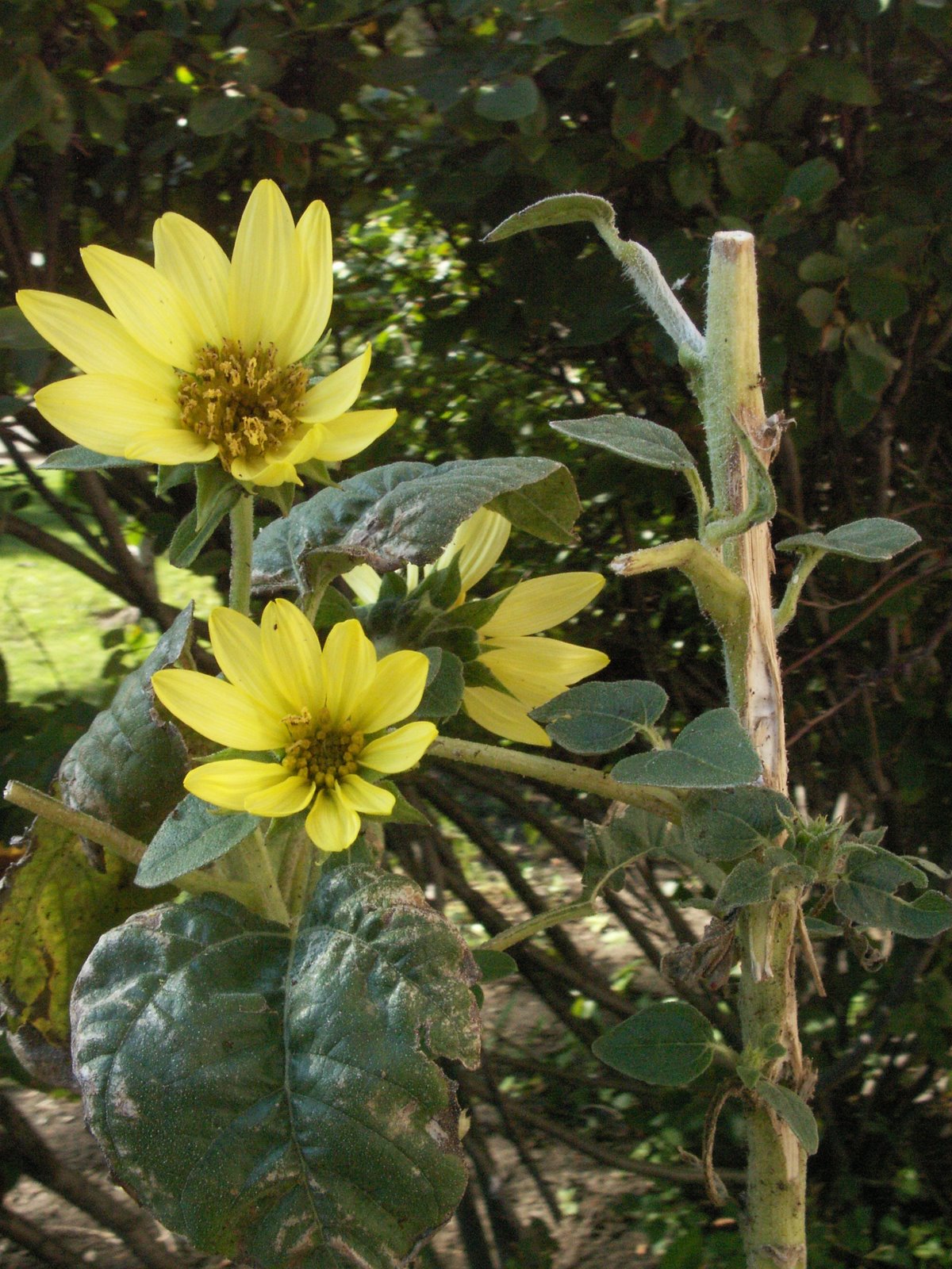 [sunflower+at+Quest+Network+Services+2.JPG]