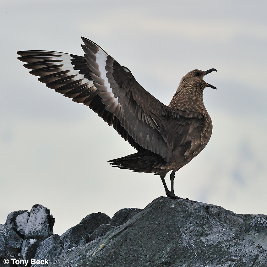 Polar Skua