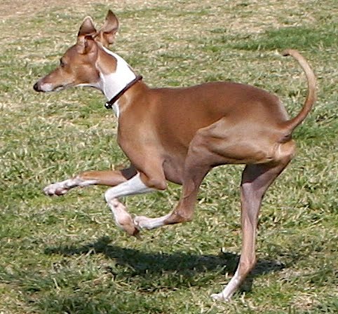 whippet greyhound mix
