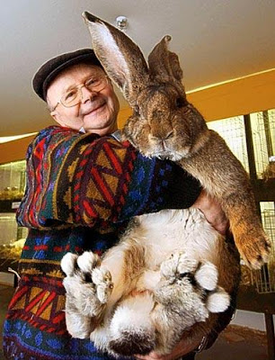 世界最大兔子(巨兔) 身長1.3米