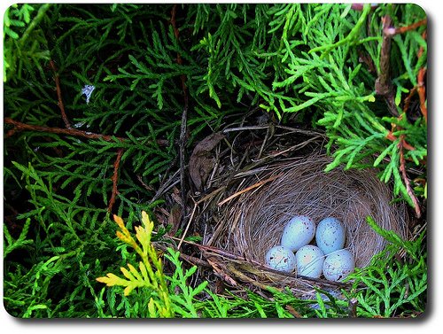 [birds+nest.jpg]