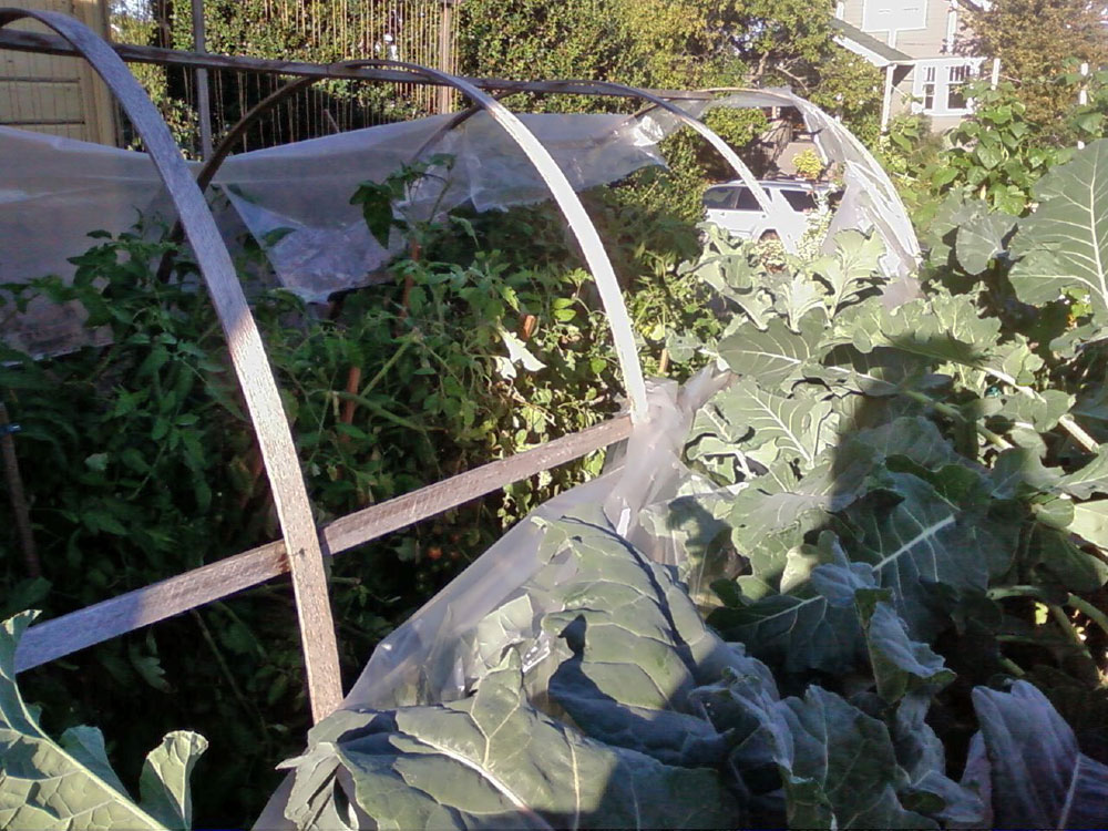 Gardening Naturally With Claudia Plants For Winter Brightness