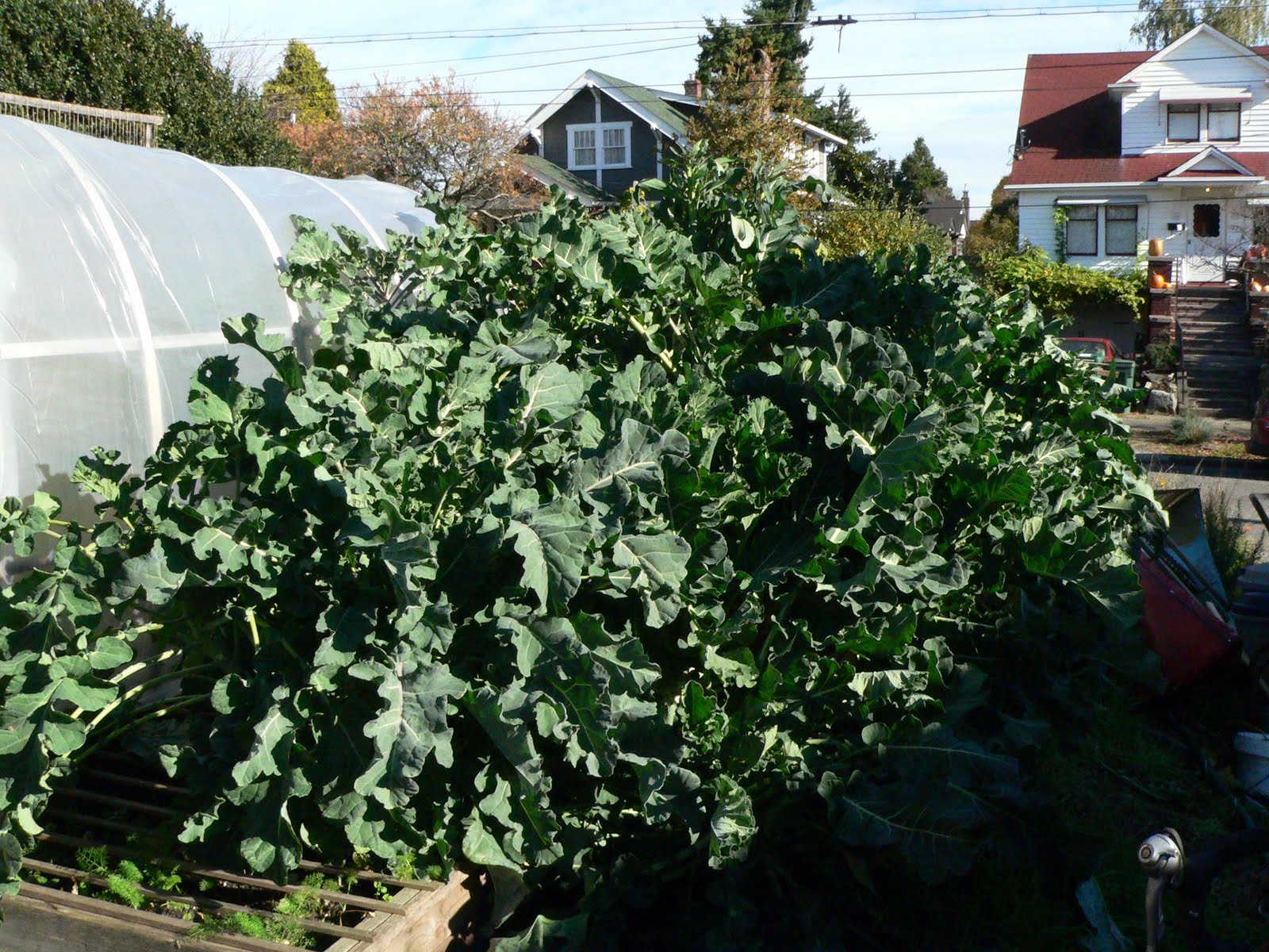 It S All About Purple A Special Sand Cherry Tree