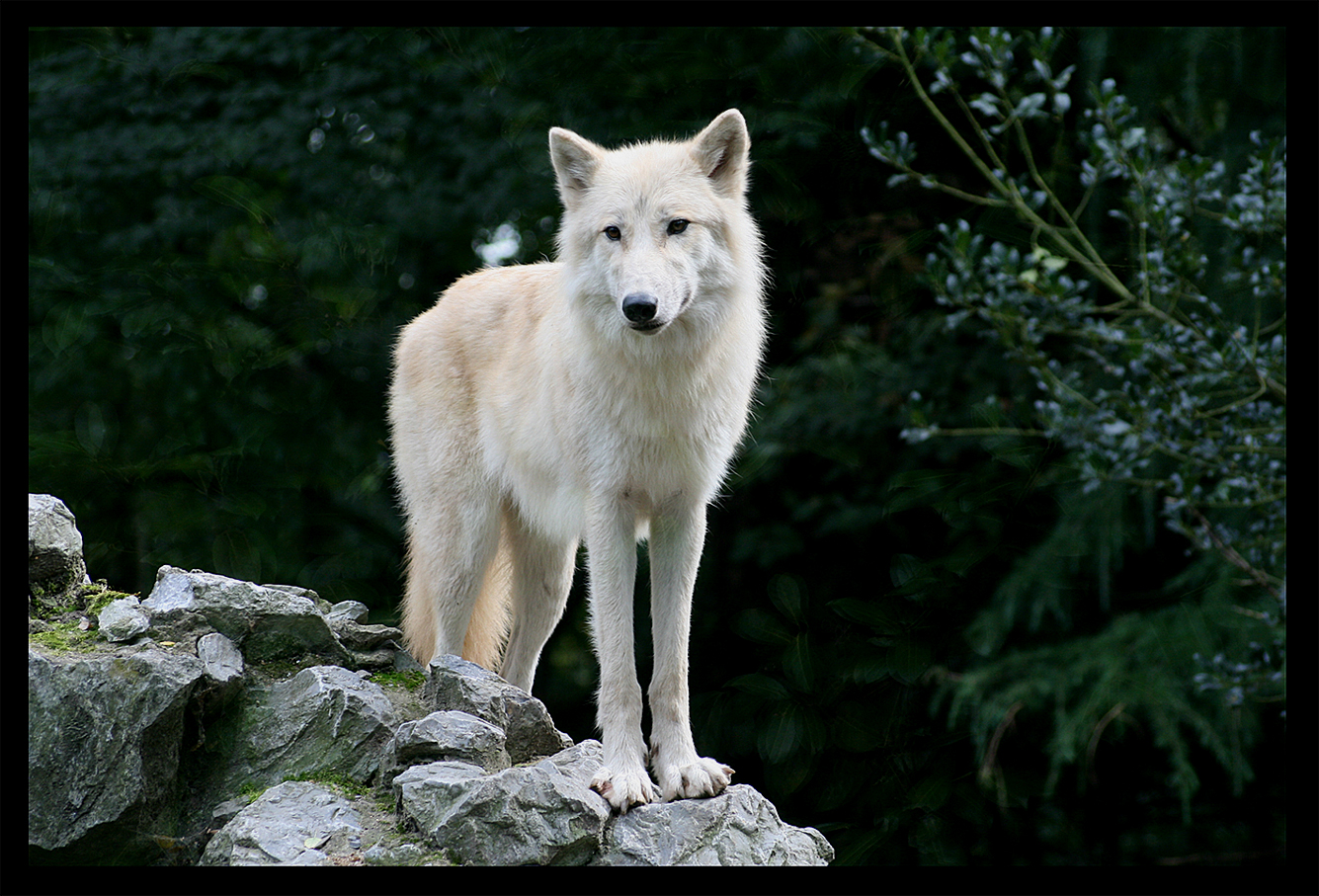 The white wolf by Lunchi