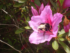 visita  en  la azalea