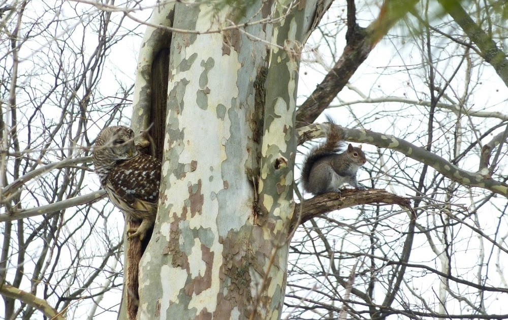 Another Side of this Life The Tale of the Owl and the Squirrel