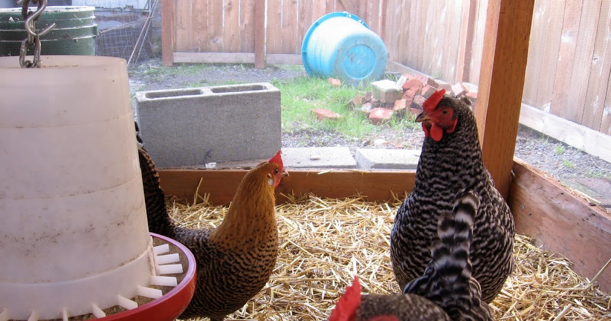 A City Chicken Farm SoftShelled Eggs and Raised Beds