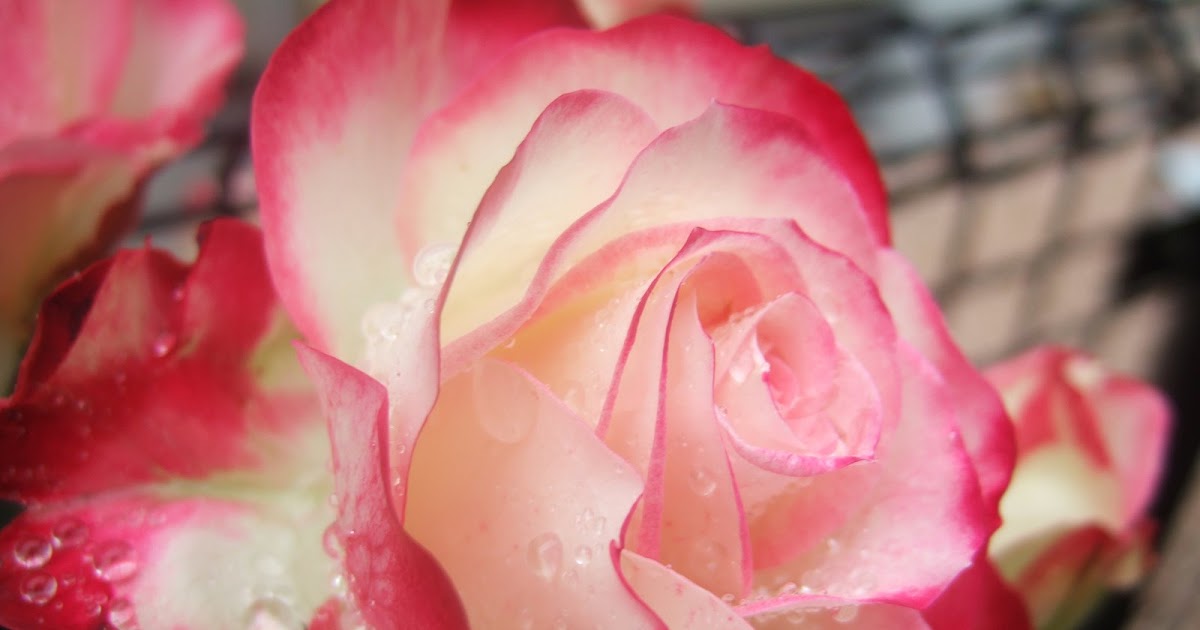 薔薇色の研究室 王子様モナコ ジュビロ デュ プリンス ドゥ モナコ