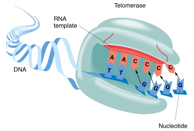 [telomerase.jpg]