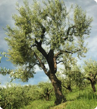 [olive+tree.jpg]