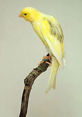 burung mania: Beberapa Gambar Jenis Burung Kenari Diambil Dari Banyak