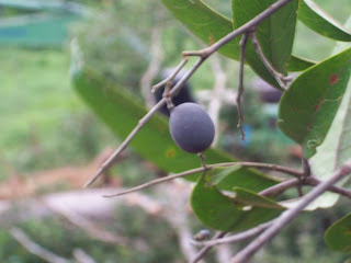 buah keranji