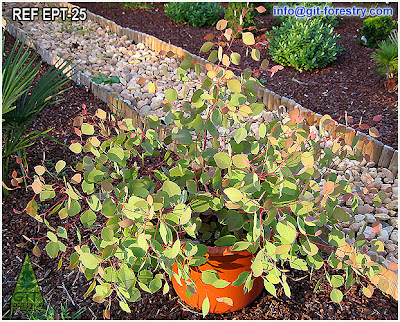 Cold Hardy Ornamental Eucalyptus for gardens in temperate climates / Eucalipto ornamental resistente a la helada para jardinería en climas templados / Gustavo Iglesias Trabado / GIT Forestry Consulting, Consultoría y Servicios de Ingeniería Agroforestal, Lugo, Galicia, España, Spain / Eucalyptologics: Information Resources on Eucalyptus Cultivation Worldwide / Eucaliptologics: Recursos de Informacion sobre el Cultivo del Eucalipto en el Mundo