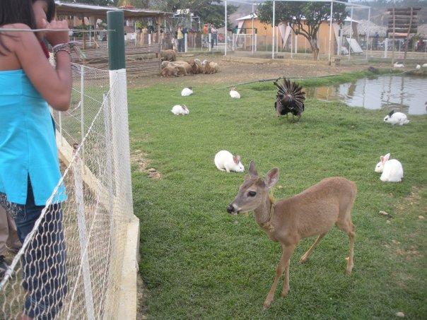 Mini granjas de animales.
