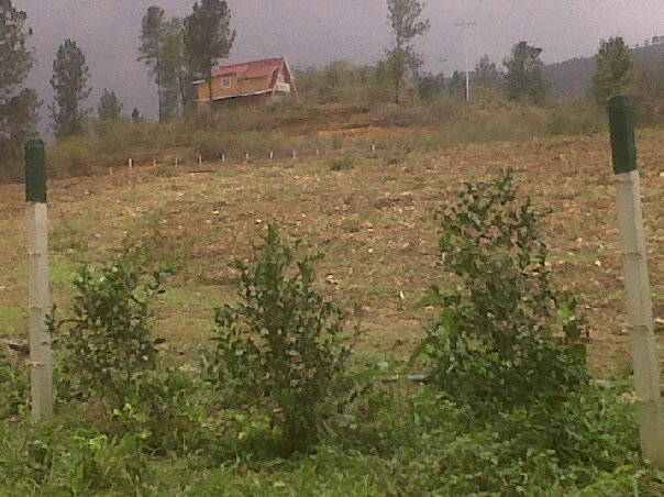 Acojedores chalets para rentar.