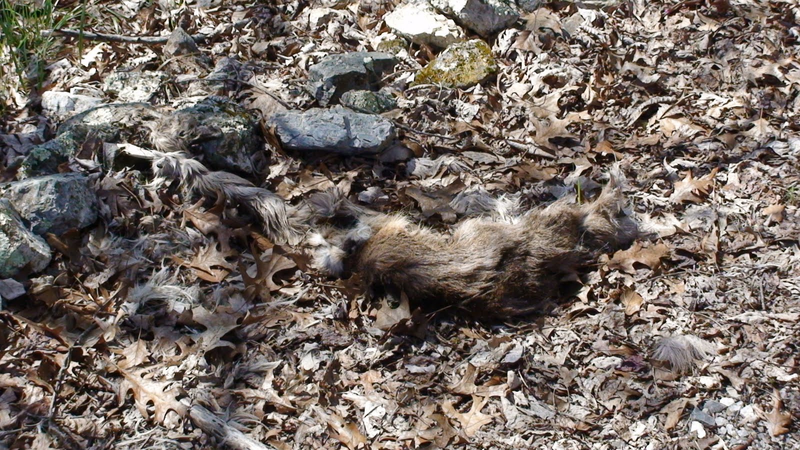 Eastern Cougar Sightings Signs of a Predator