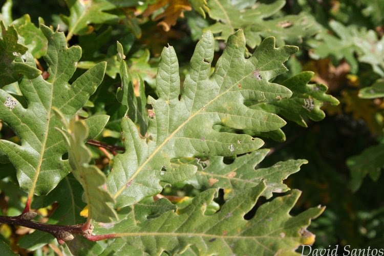 Cytisus Quercus pyrenaica