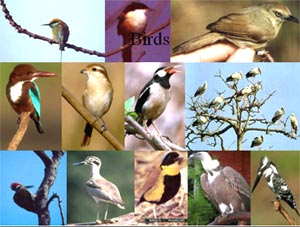 [koshi+birds.jpg]