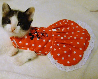 :::°*~Maneki-Neko, el gato japones de la suerte xD~°*::: Cat+dress