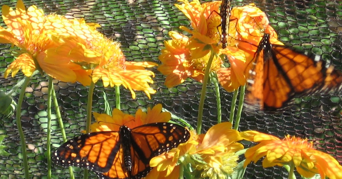 pen & paints Butterfly Festival at Lake Katherine