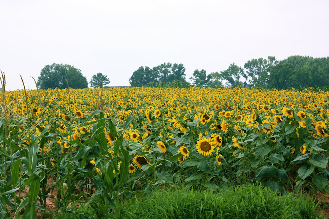 Sunflower Hill