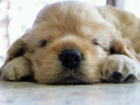 [sleepy.bmp]